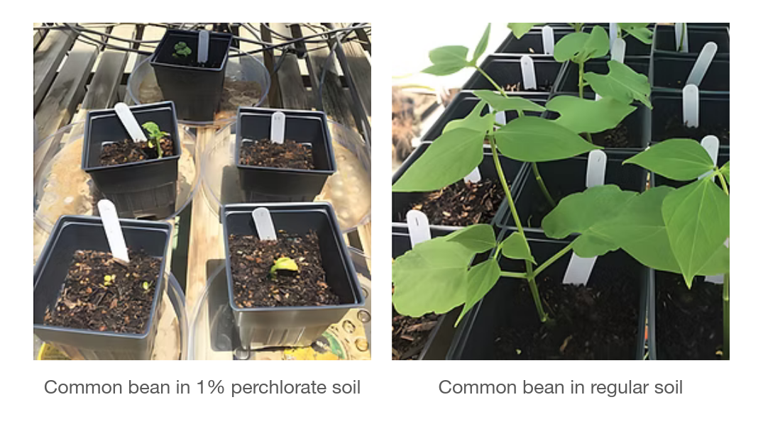 Figure 1: Comparison of the growth of common bean in regular soil and Martian regolith simulant with 1% perchlorate. Image taken from Oze et al., 2021.